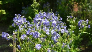 Pachnie miodem i szalenie długo kwitnie. Zalewa ogród błękitem