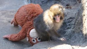 Makakowi o imieniu Punch kibicuje cały świat