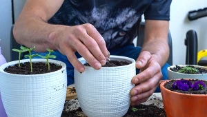 Zasiej wiosną w doniczce, a nie pożałujesz. Razem z kwiatem wzejdzie miłość i fortuna