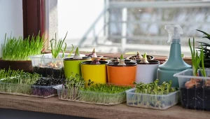 Jak wybrać ziemię i doniczki do rozsady? Sukces zaczyna się na parapecie