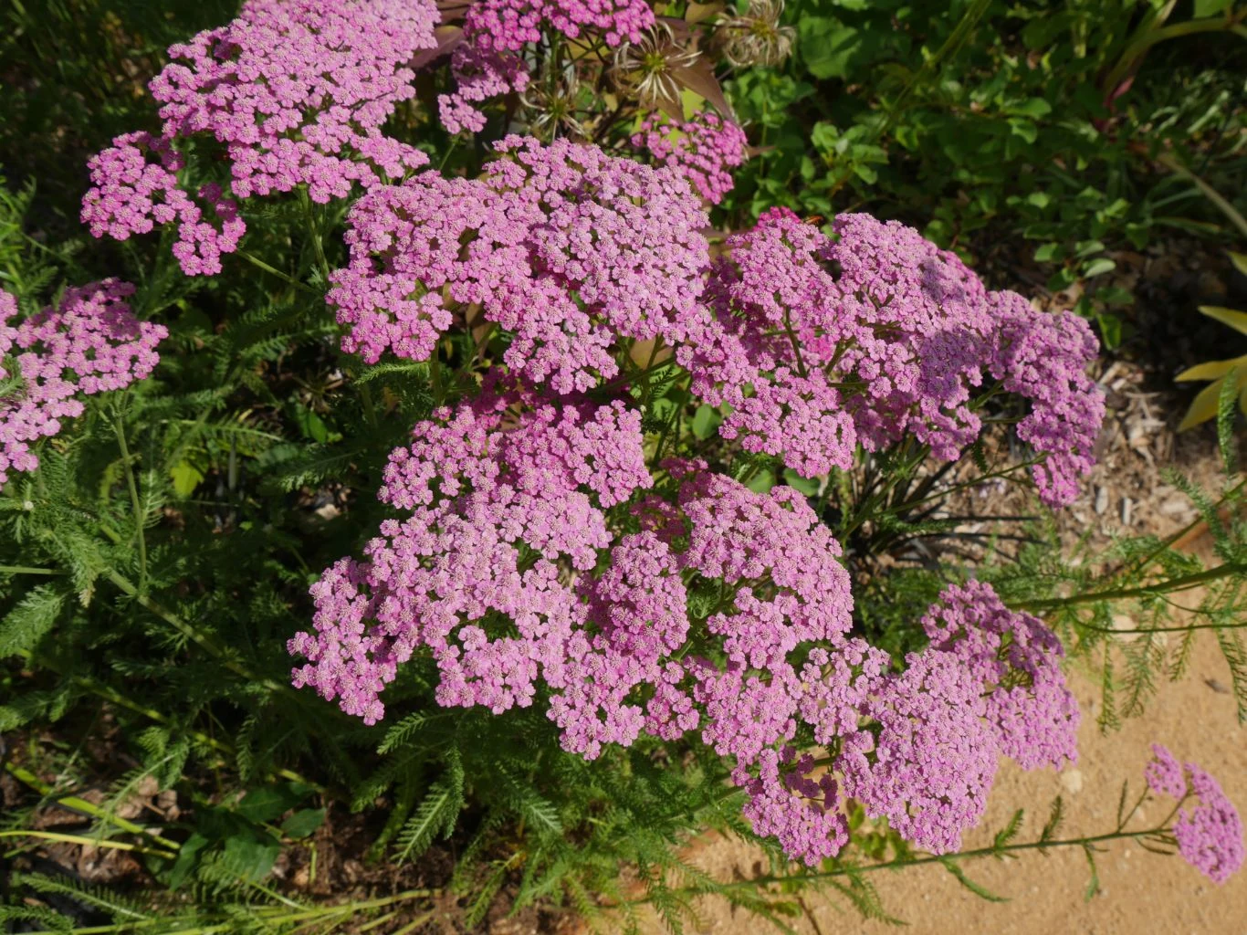 Krwawnik pospolity (Achillea millefolium) jest byliną dorastającą do wysokości 30-80 cm. Kwiatostany krwawnika o różowych kwiatach z drobnymi listkami na tle zieleni ogrodu i ziemi.