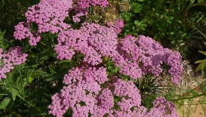 Wysiejesz raz, kwiaty zbierzesz trzy razy. Roślina na stany zapalne