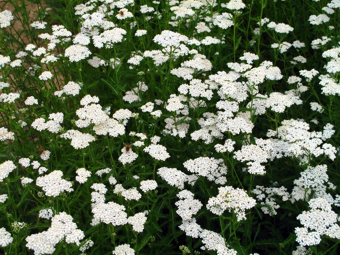 Krwawnik pospolity zawiera kompleks związków biologicznie czynnych o szerokim spektrum działania leczniczego Gęste skupisko białych kwiatów krwawnika na tle zielonych łodyg i liści, rozciągające się na całą powierzchnię kadru.
