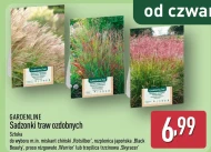 Квіткова розсада Gardenline