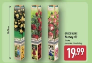Krzew Gardenline