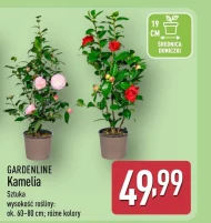 Kamelia Gardenline