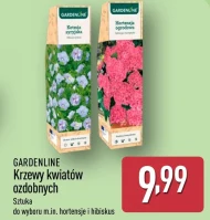 Krzew Gardenline