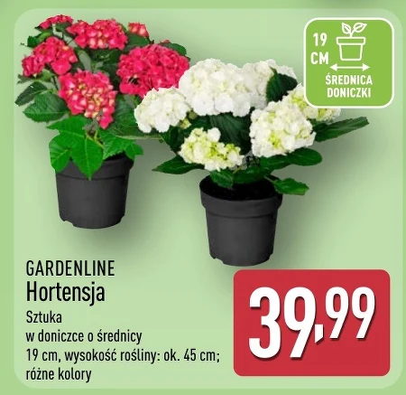 Гортензія Gardenline