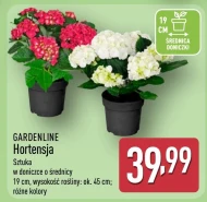 Гортензія Gardenline
