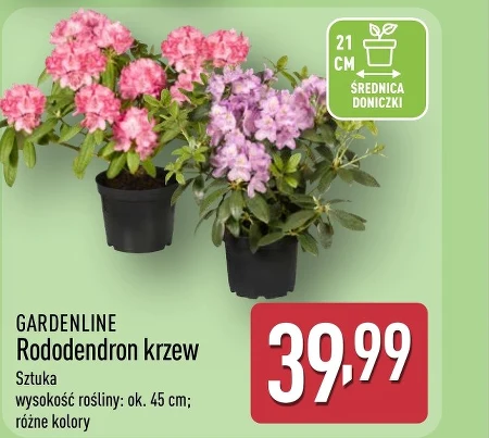 Рододендрон Gardenline