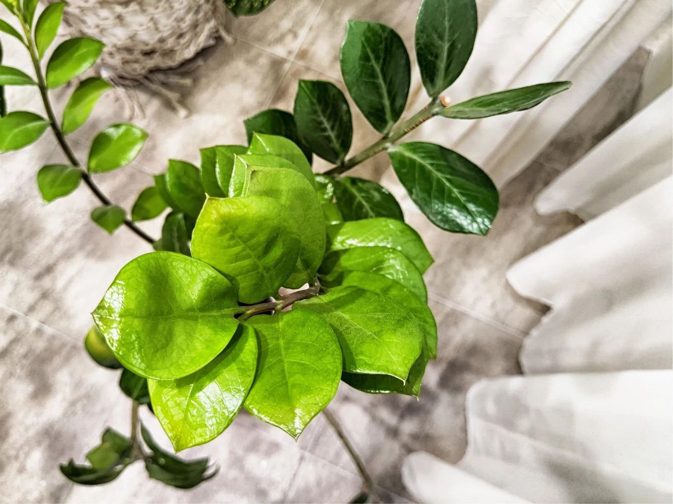 Lśniące i gładkie pędy to znak rozpoznawczy zamiokulkasa. Intensywnie zielone, błyszczące liście rośliny doniczkowej ustawionej na jasnej podłodze, w tle widoczna biała zasłona i fragment wiklinowego kosza.