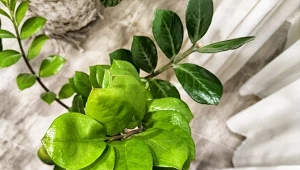 Dużo nowych, zielonych liści. Zamiokulkas po tej odżywce wygląda świetnie