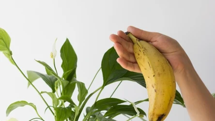 Jakiej rośliny nie powinno się nacierać skórką od banana?
