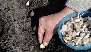 Jak sadzić czosnek wiosną? Smaczny, aromatyczny i prosty w uprawie