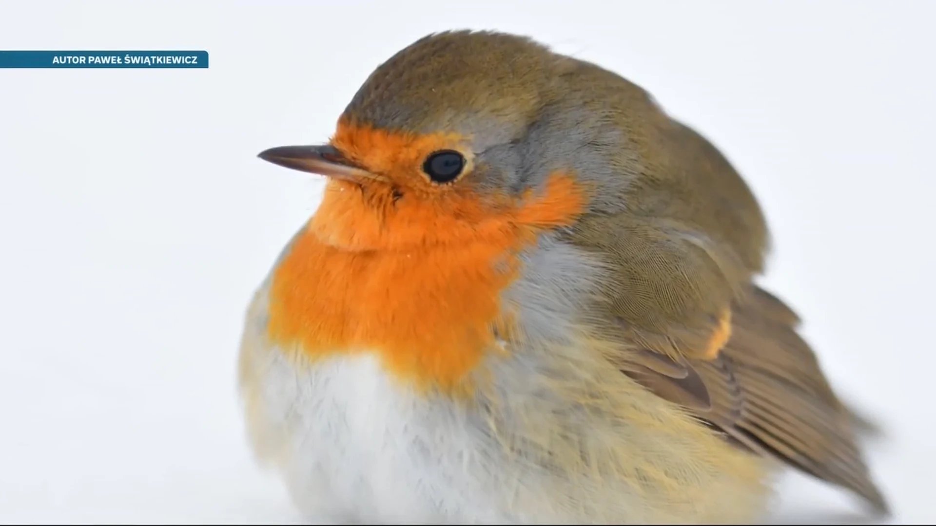 Czysta Polska - odc.251