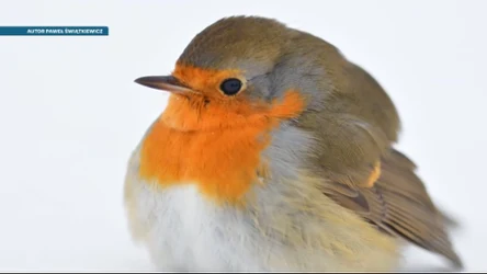 Czysta Polska - odcinek 251