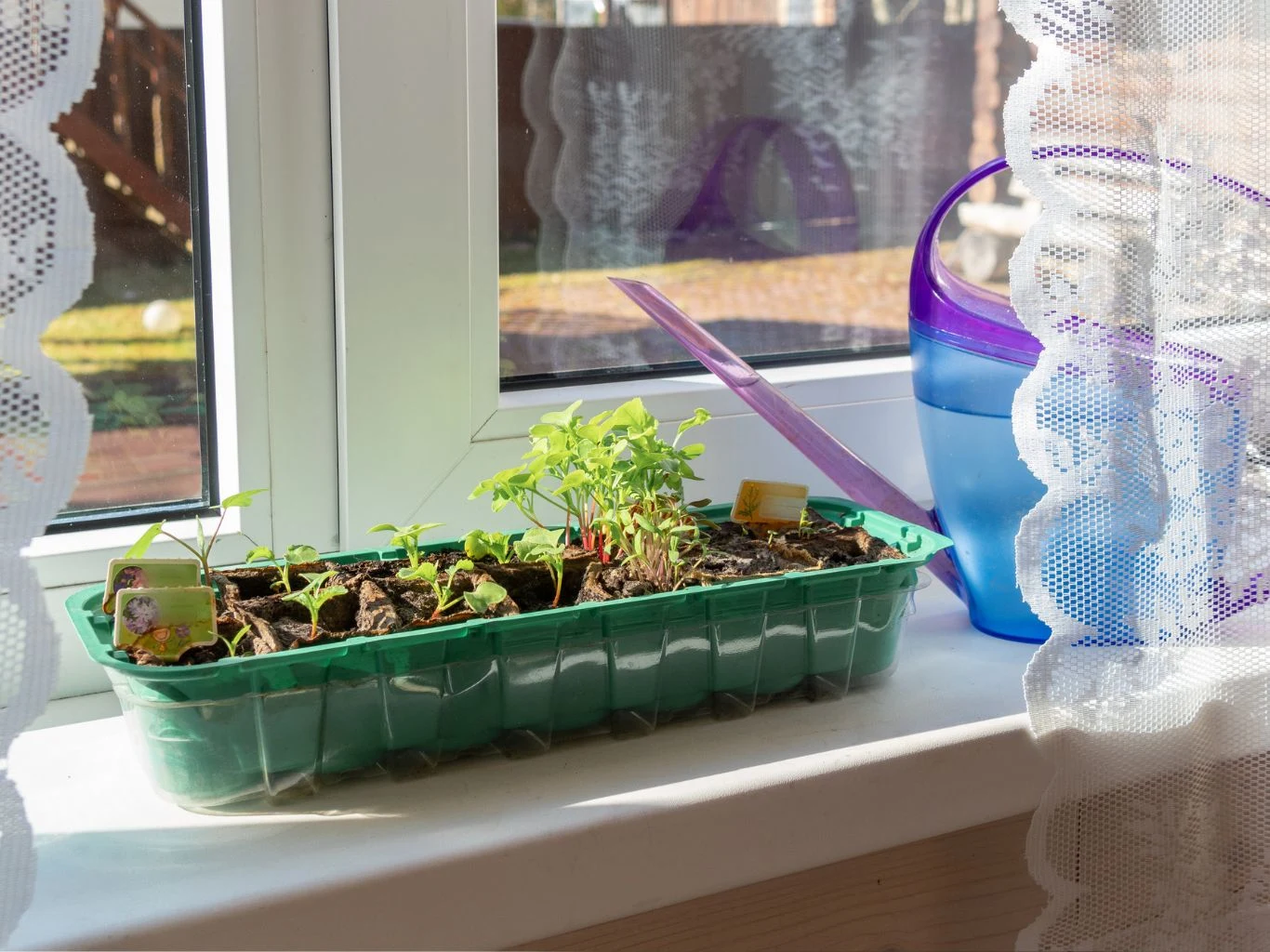 Taca z sadzonkami warzyw ustawiona na parapecie, obok plastikowa konewka, całość oświetlona naturalnym światłem wpadającym przez okno, w tle firanka i widok na ogród.