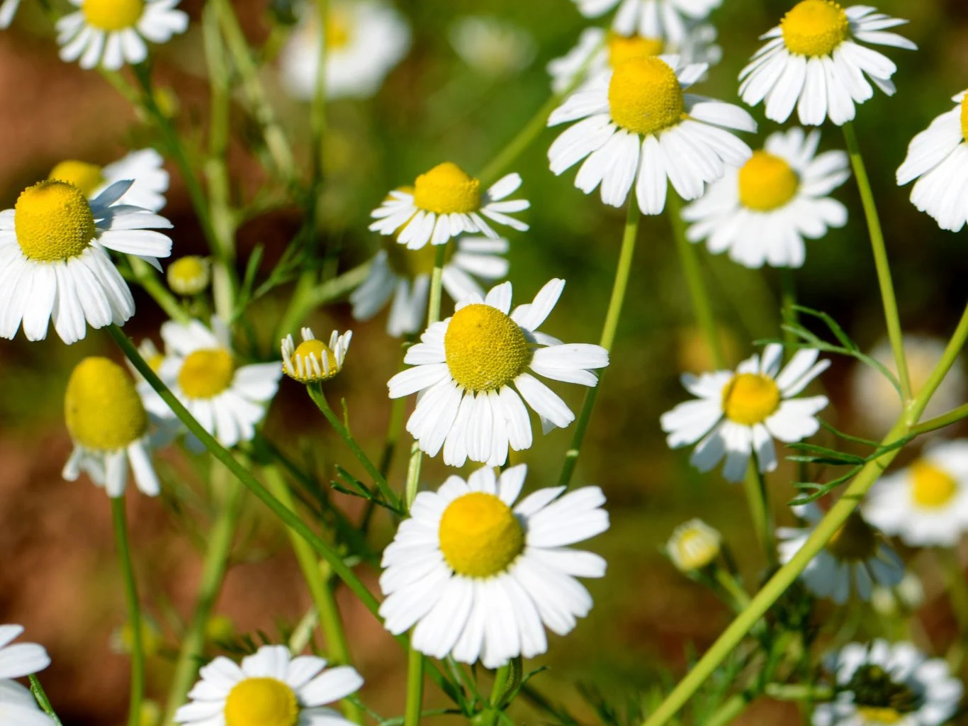 Białe kwiaty rumianku z żółtymi środkami rosnące na zielonych łodygach, wyeksponowane na tle naturalnej roślinności.