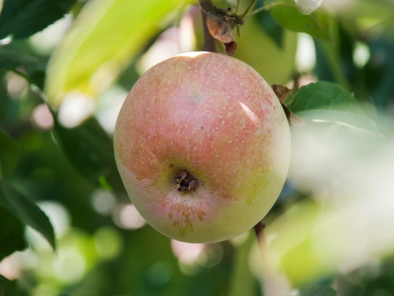 Dojrzałe jabłko o czerwonawo-zielonej skórce, zawieszone na gałęzi. 