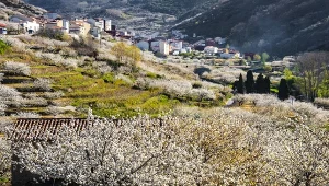 Festiwal Kwitnącej Wiśni w Dolinie Jerte. Atrakcje turystyczne