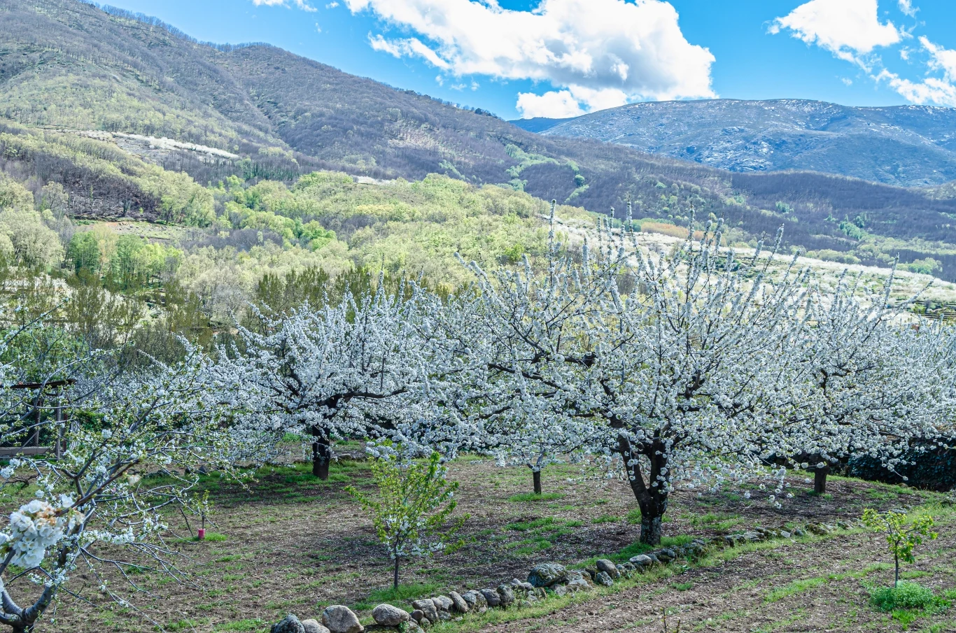 W Dolinie Jerte na przełomie marca i kwietnia zakwita przeszło 1,5 miliona wiśni. Widok jest niesamowity. 