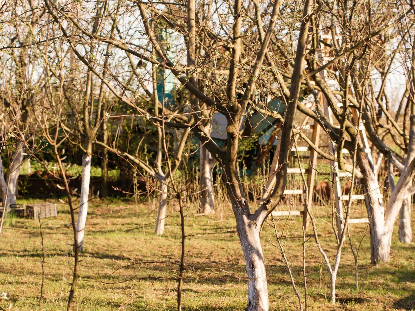 Kiedy i jak usuwać uszkodzenia mrozowe drzew i krzewów? Drzewa owocowe bez liści, pnie pobielone do wysokości ok. jednego metra, w tle widoczna drewniana konstrukcja przypominająca domek na drzewie oraz drabina, całość znajduje się na nasłonecznionym podwórku