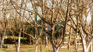 Ratunek na uszkodzone mrozem drzewa. Szybko się goją i odzyskują wigor