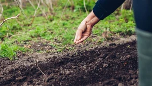 Pokrusz i zmieszaj z glebą w warzywniku. Zatrzymuje wodę i użyźnia