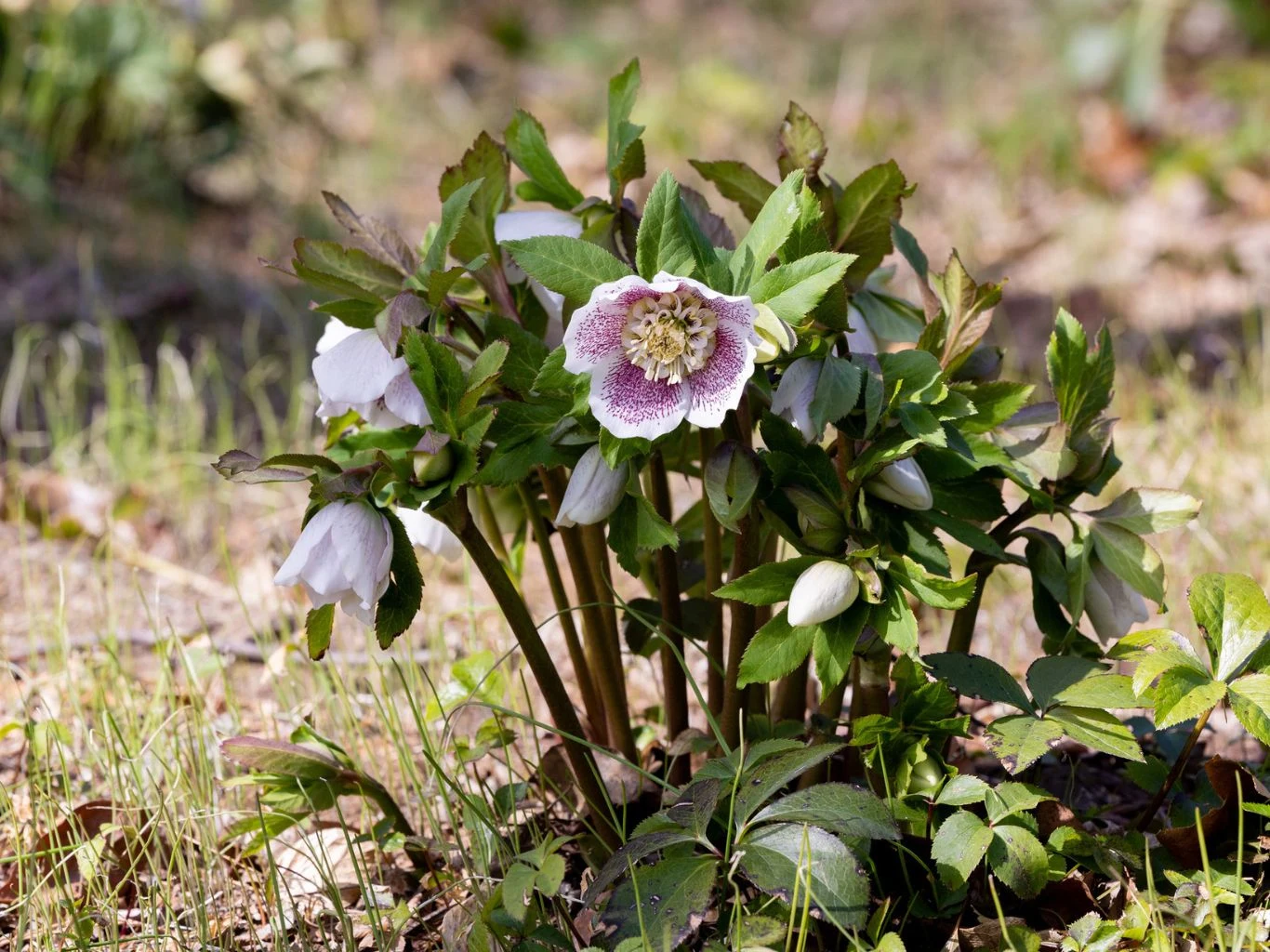 Kwitnący ciemiernik o białych i różowych płatkach otoczony zielonymi liśćmi rośnie na ziemi pośród trawnika.
