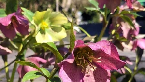 Ciemierniki będą kwitły aż do maja. Trzeba robić przy nich jedną rzecz