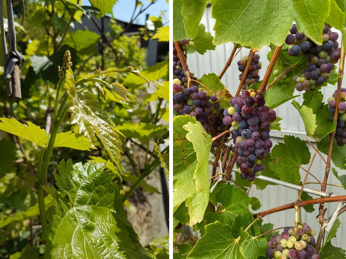 Właściwe przycinanie winorośli pobudza krzew do wzrostu i obfitszego owocowania. Liście winorośli w promieniach słońca i kiście dojrzałych, fioletowych winogron wiszące na krzewie.