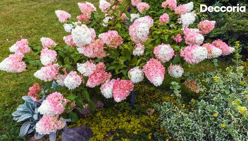 Co zrobić, by hortensje zmieniły kolor?