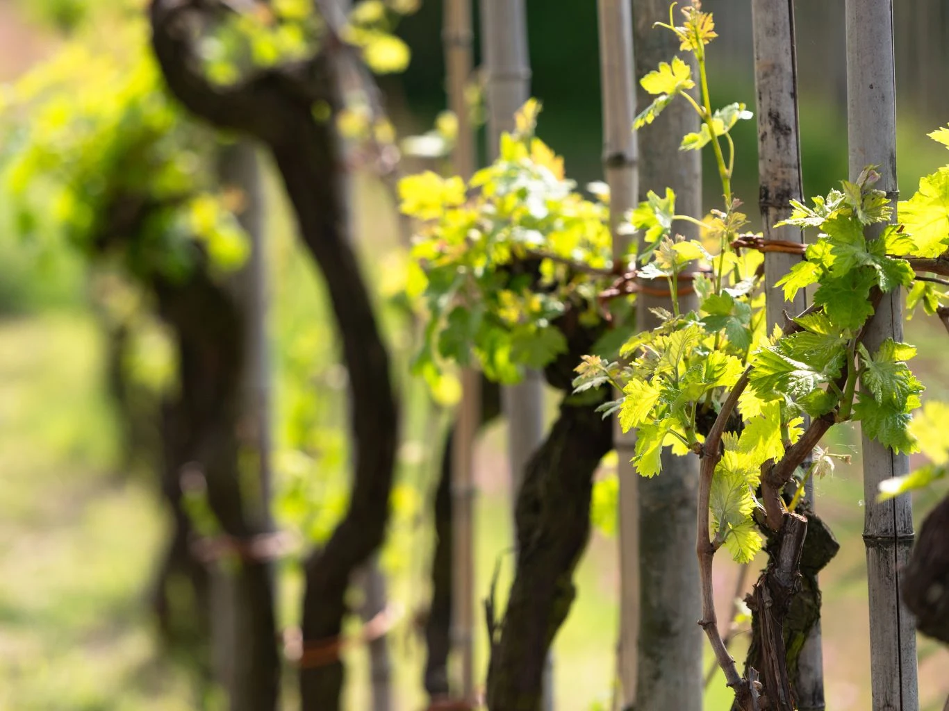Sprawdzaj regularnie podwiązania – zbyt ciasne wcinają się w korę i ograniczają przepływ soków Winorośle rosnące w rzędzie, mocno przywiązane do drewnianych podpór, z młodymi, jasnozielonymi liśćmi oświetlonymi promieniami słońca.
