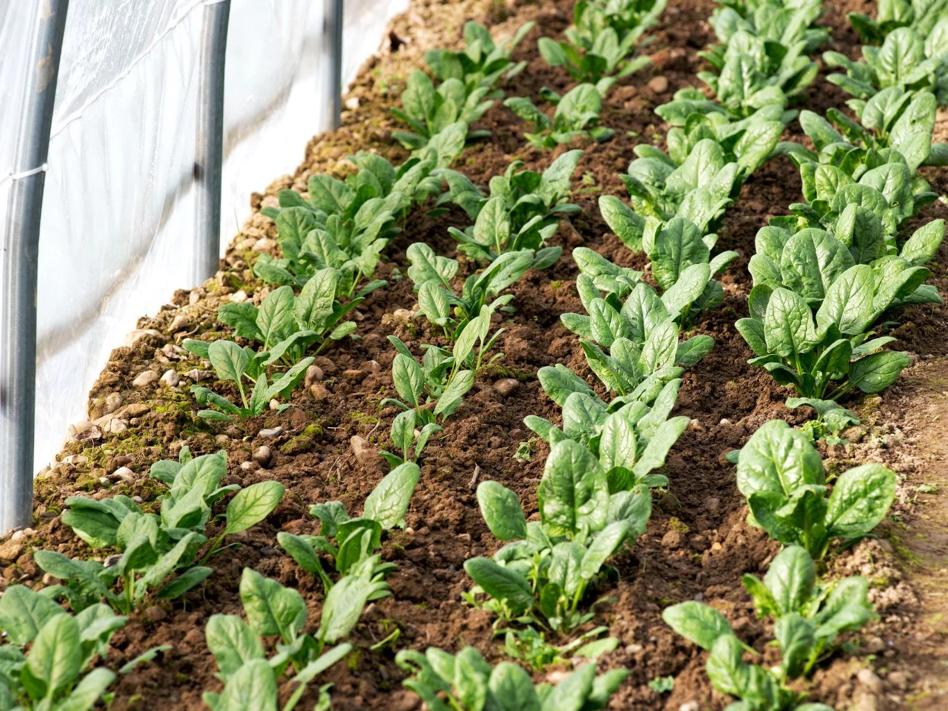 Szpinak to jedno z warzyw najbardziej odpornych na chłód. Rzędy młodego szpinaku rosnącego w glebie pod tunelem foliowym, wyraźnie widoczne zielone liście na tle wilgotnej ziemi