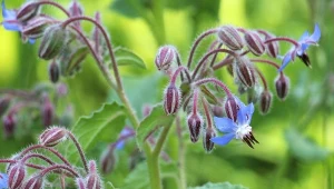 Jak siać ogórecznik lekarski w ogrodzie?