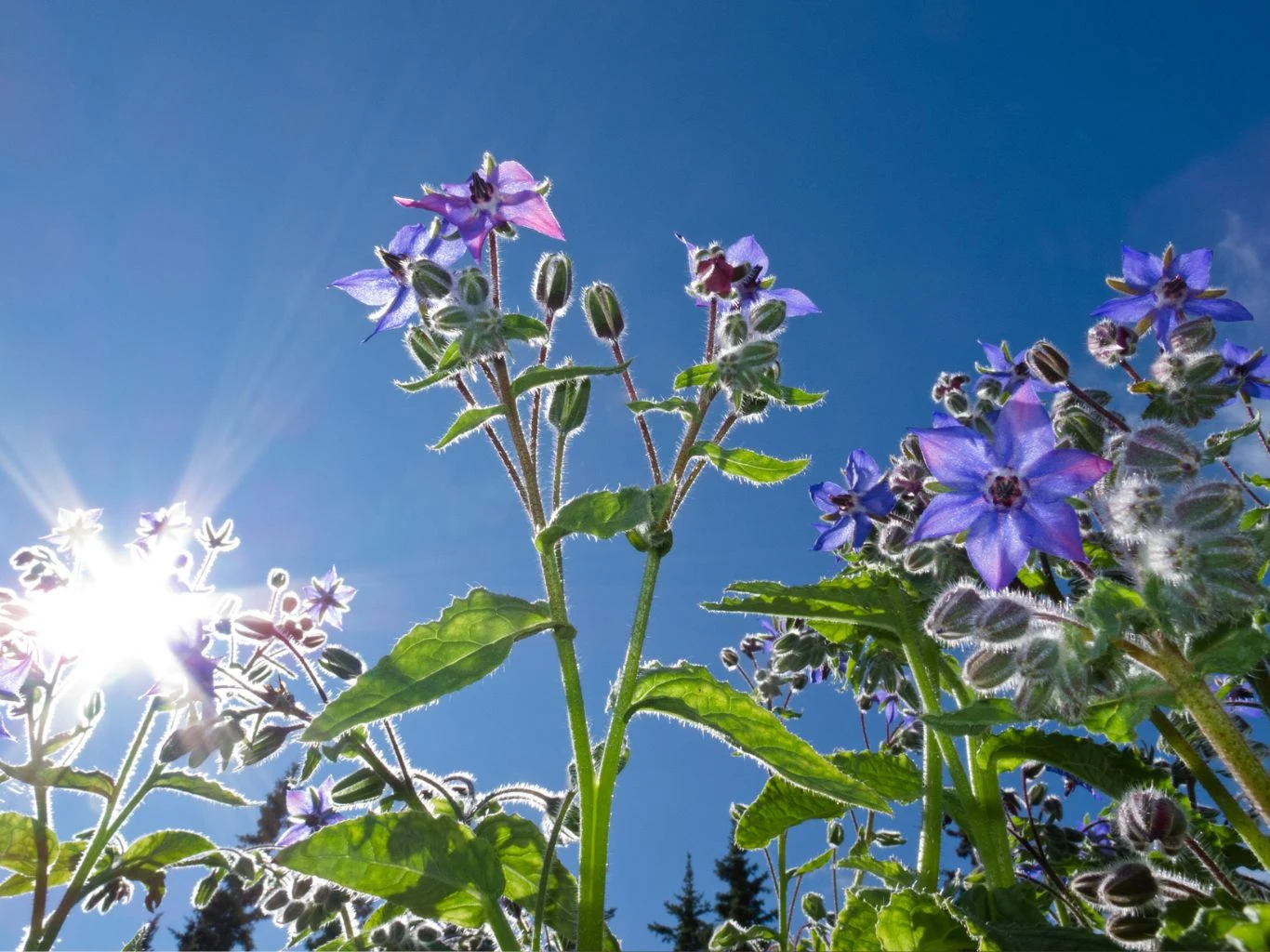Fioletowe kwiaty ogórecznika z rozmytymi, owłosionymi łodygami i liśćmi, oświetlone intensywnym światłem słonecznym na tle błękitnego nieba.