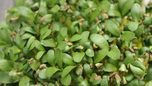 Chronią żołądek, jelita i wątrobę. Szybko urosną w samej wodzie