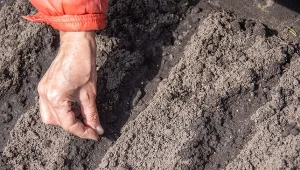 Siej w marcu prosto na grządki. Zbiory będą wczesne i obfite