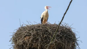Słynny bocian Krutek wrócił na Mazury