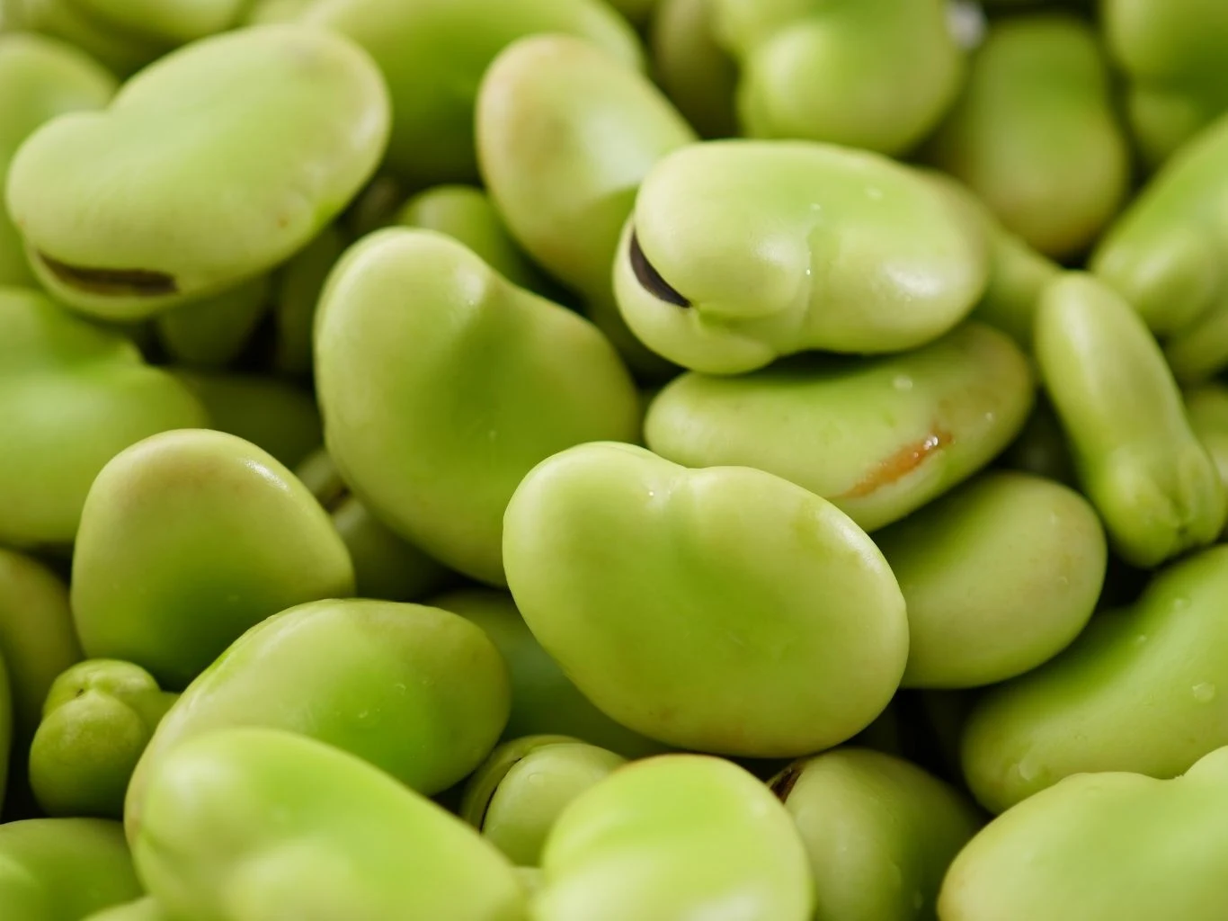 Zbliżenie na zielone, świeże ziarna bobu. 