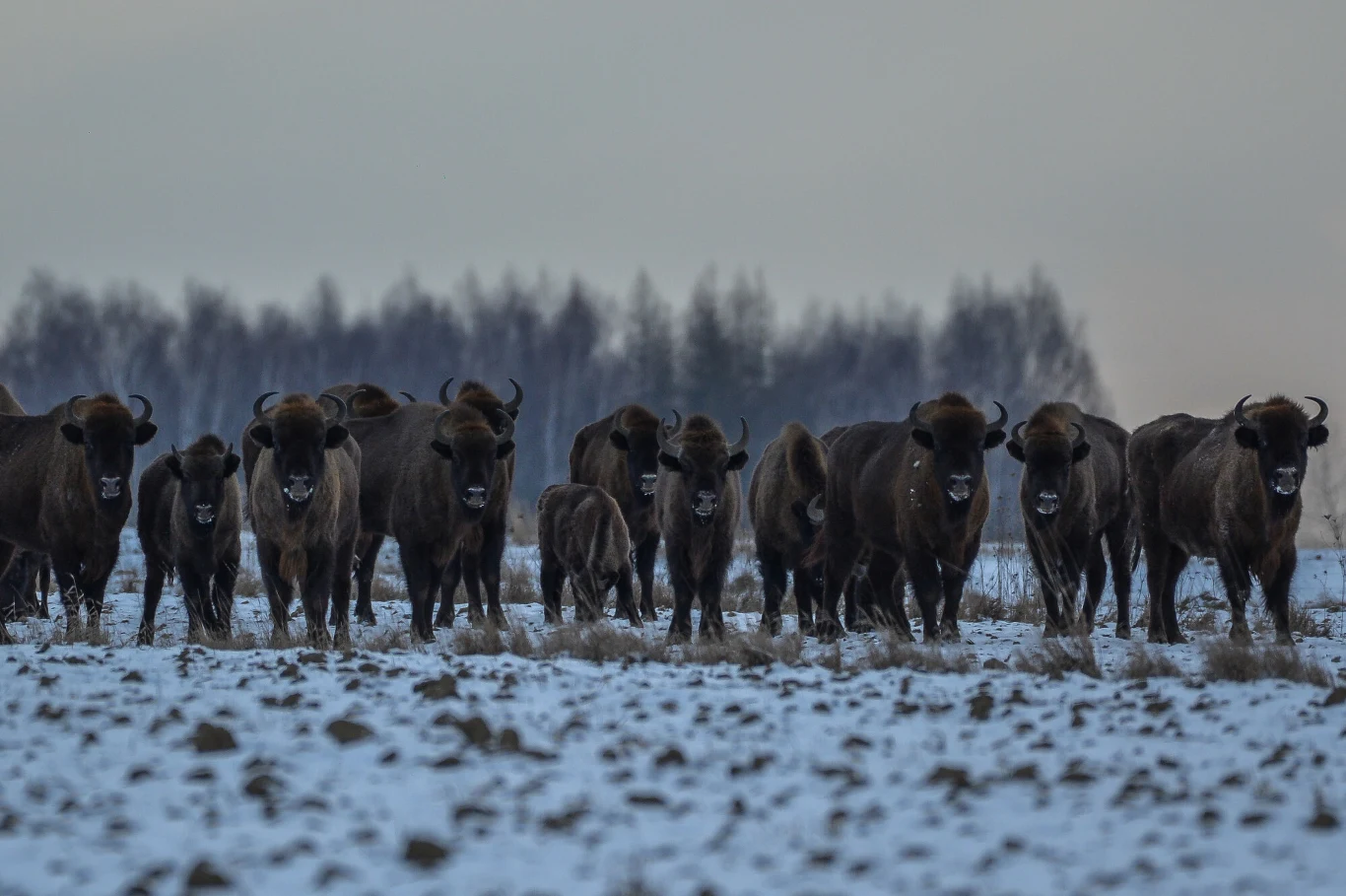 Stado żubrów maszeruje po zaśnieżonej polanie, na tle zimowego krajobrazu z widoczną w oddali linią drzew.