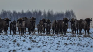 W Puszczy Białowieskiej naliczono prawie 1200 żubrów