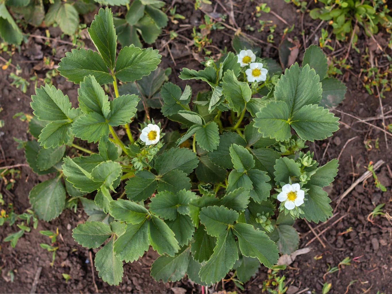 Zielona roślina truskawki o szerokich liściach i kilku białych kwiatach rośnie na ciemnej, wilgotnej ziemi, otoczona pojedynczymi źdźbłami trawy i drobnymi chwastami.