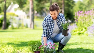 Sadzenie roślin na nieswoim terenie może skończyć się grzywną