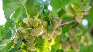 Pomaga ograniczyć słodycze, wspiera trawienie i ułatwia kontrolę wagi. Wystarczy łyżeczka dziennie