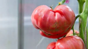 Wysiej, by zrobić z niego nawóz. Najlepszy do ogórków i pomidorów