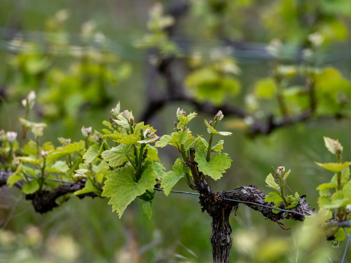 Luty ostatni moment na ważny zabieg przy winorośli. Młode zielone liście i pędy winorośli wyrastające z drewnianych gałązek w winnicy.