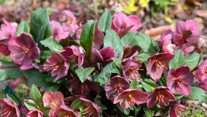 Usuń z każdego ciemiernika. Będą kwitły bujnie i dłużej niż zwykle