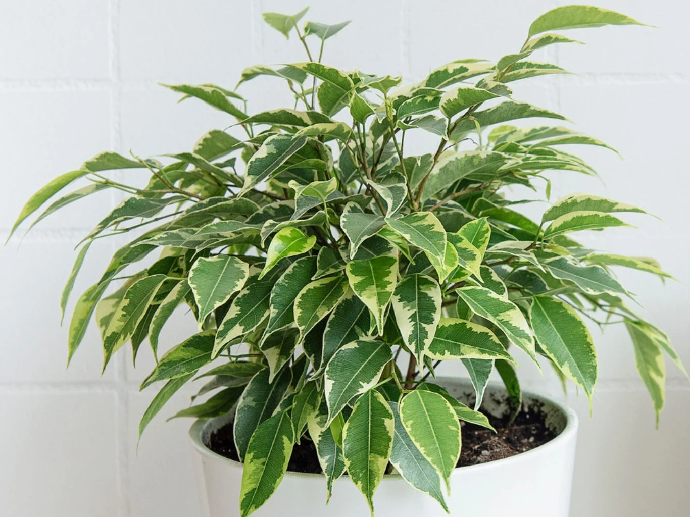 Jak uprawiać w domu barwną odmianę fikusa benjamina? Rozłożyste zielone liście fikusa Benjamina z białymi brzegami, roślina umieszczona jest w białej doniczce na tle jasnej ściany.