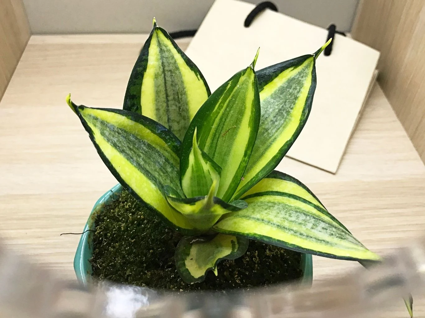 Sansevieria 'Trifasciata Hahnii' zajmuje mało miejsca i niewiele wymaga Doniczkowa sansewieria o szerokich, mięsistych liściach z wyraźnymi żółto-zielonymi paskami.